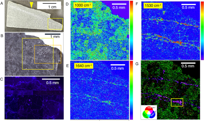 Phát hiện này không chỉ mở ra những hiểu biết mới về khả năng sinh tồn của vi khuẩn trong điều kiện khắc nghiệt mà còn có thể cung cấp manh mối về sự sống trên các hành tinh khác. (Ảnh: SpringerLink)