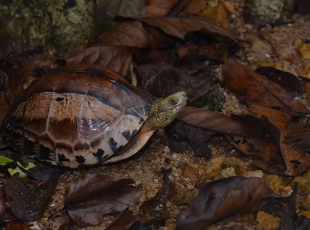 Trung tâm Bảo tồn rùa tại Vườn quốc gia Cúc Phương đã thành công trong việc nhân giống loài rùa hộp trán vàng miền Nam, một loài cực kỳ nguy cấp. Đây là một bước tiến quan trọng trong việc bảo tồn loài rùa này, vốn đang bị đe dọa bởi mất môi trường sống và săn bắt trái phép. (Ảnh: Cuora.org)