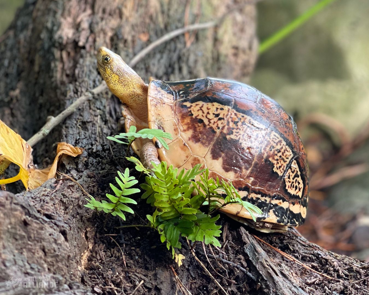 Việc bảo tồn loài rùa hộp trán vàng miền Nam không chỉ là trách nhiệm của các nhà khoa học mà còn cần sự chung tay của cộng đồng. Nâng cao nhận thức về việc không săn bắt và buôn bán động vật hoang dã là một phần quan trọng trong công cuộc bảo vệ loài rùa này. (Ảnh: Turtle Survival Alliance)