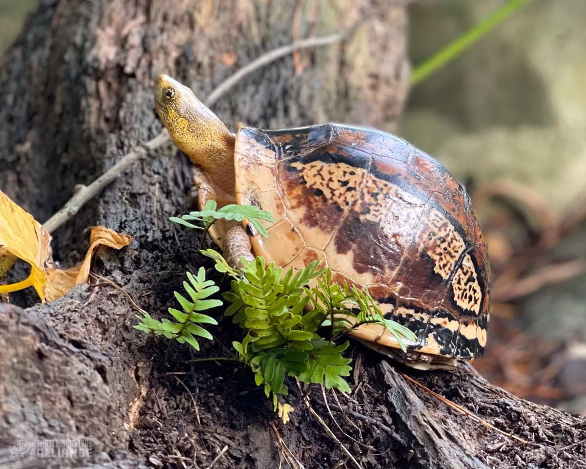 Việc bảo tồn loài rùa hộp trán vàng miền Nam không chỉ là trách nhiệm của các nhà khoa học mà còn cần sự chung tay của cộng đồng. Nâng cao nhận thức về việc không săn bắt và buôn bán động vật hoang dã là một phần quan trọng trong công cuộc bảo vệ loài rùa này. (Ảnh: Turtle Survival Alliance)