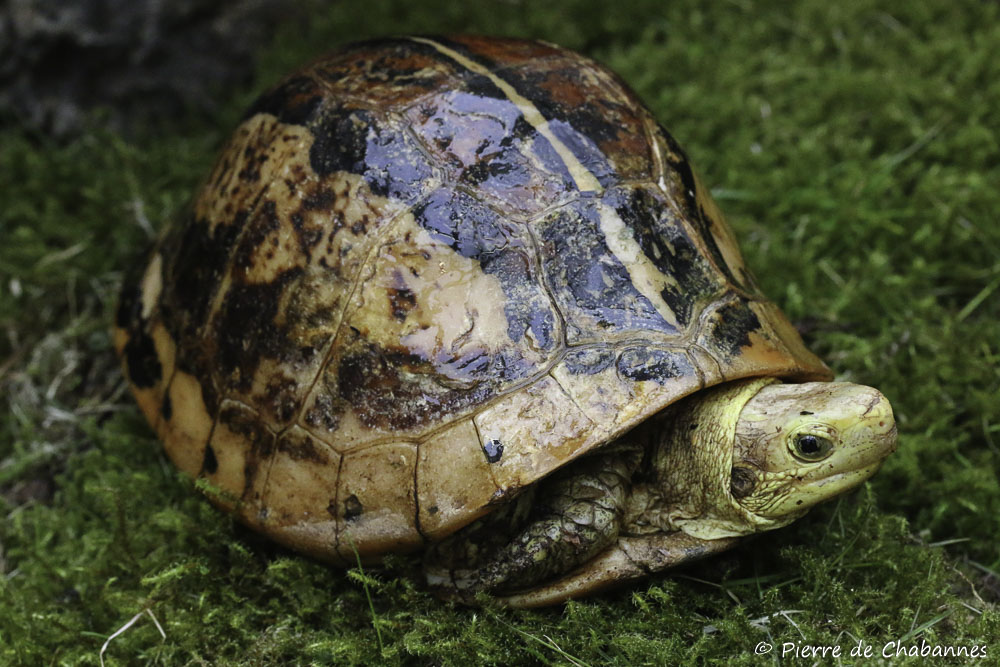 Rùa hộp trán vàng miền Nam có mai màu nâu nhạt, với chiếc yếm đặc biệt có thể khép kín hoàn toàn khi đầu thụt vào trong mai. Điều này giúp chúng tự bảo vệ mình khỏi các mối đe dọa từ bên ngoài. (Ảnh: Pierre Wildlife)
