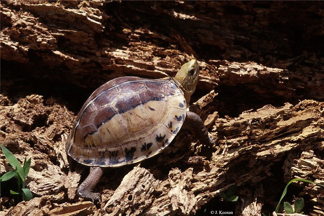 Số lượng cá thể rùa này đang giảm sút nhanh chóng do mất môi trường sống và nạn săn bắt trái phép. Hiện nay, loài rùa này đã được đưa vào danh sách 50 loài nguy cấp nhất thế giới.(Ảnh: Flickr)