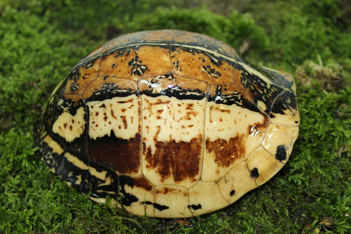 Theo danh lục đỏ của Liên minh Quốc tế Bảo tồn Thiên nhiên (IUCN), rùa hộp trán vàng miền Nam được xếp vào nhóm cực kỳ nguy cấp. (Ảnh: Turtle Sanctuary Conservation Center)