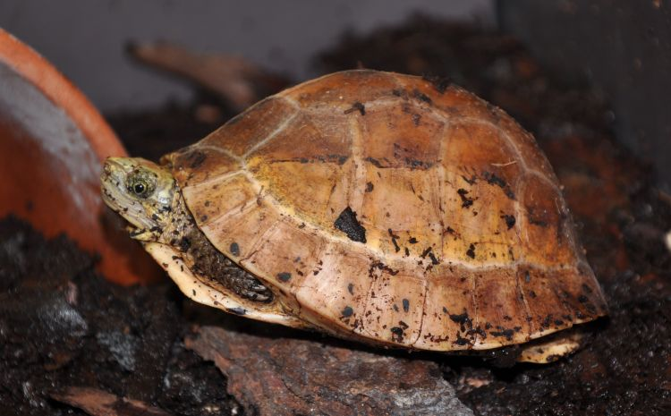 Mai của chúng thường có những dải sọc màu vàng nhạt, tạo nên một vẻ đẹp rất riêng biệt. (Ảnh: BioLib.cz)