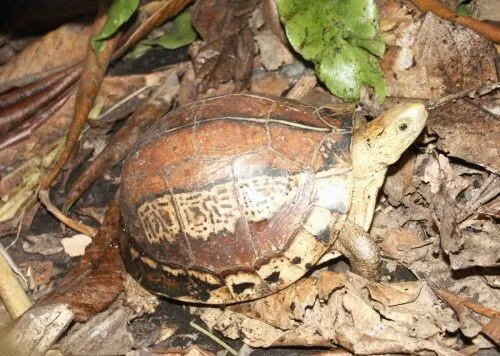 Rùa hộp trán vàng miền Nam (Cuora picturata) là một loài rùa đặc hữu của miền núi phía Nam Việt Nam, và cũng có thể được tìm thấy ở cực tây Campuchia và nam Lào. (Ảnh: iNaturalist)