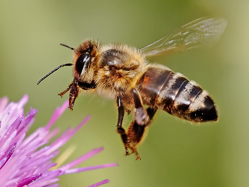 6. Loài ong (Honeybee): Ong có khả năng định vị và giao tiếp với nhau thông qua việc cảm nhận từ trường của Trái đất. Điều này giúp chúng tìm đường về tổ một cách chính xác.(Ảnh:Honeybee Centre)