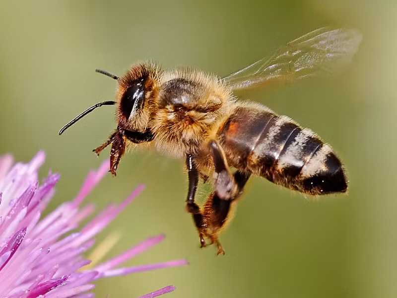 6. Loài ong (Honeybee): Ong có khả năng định vị và giao tiếp với nhau thông qua việc cảm nhận từ trường của Trái đất. Điều này giúp chúng tìm đường về tổ một cách chính xác.(Ảnh:Honeybee Centre)