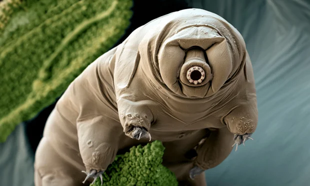 8. Gấu nước (Tardigrade): Gấu nước có khả năng sống sót trong điều kiện cực kỳ khắc nghiệt, từ nhiệt độ lạnh của không gian vũ trụ đến áp suất cực cao trong lòng đại dương. Chúng có thể tồn tại mà không cần nước trong nhiều năm.(Ảnh:The Guardian)