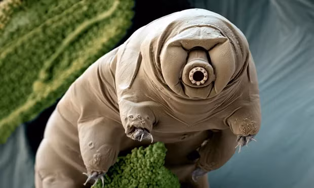 8. Gấu nước (Tardigrade): Gấu nước có khả năng sống sót trong điều kiện cực kỳ khắc nghiệt, từ nhiệt độ lạnh của không gian vũ trụ đến áp suất cực cao trong lòng đại dương. Chúng có thể tồn tại mà không cần nước trong nhiều năm.(Ảnh:The Guardian)