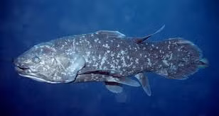 2. Cá vây tay (Coelacanth): Cá vây tay được xem là “hóa thạch sống” vì chúng đã tồn tại từ hàng trăm triệu năm trước. Chúng có thể sống sâu dưới biển và tồn tại trong điều kiện khắc nghiệt.(Ảnh:Smithsonian Ocean)