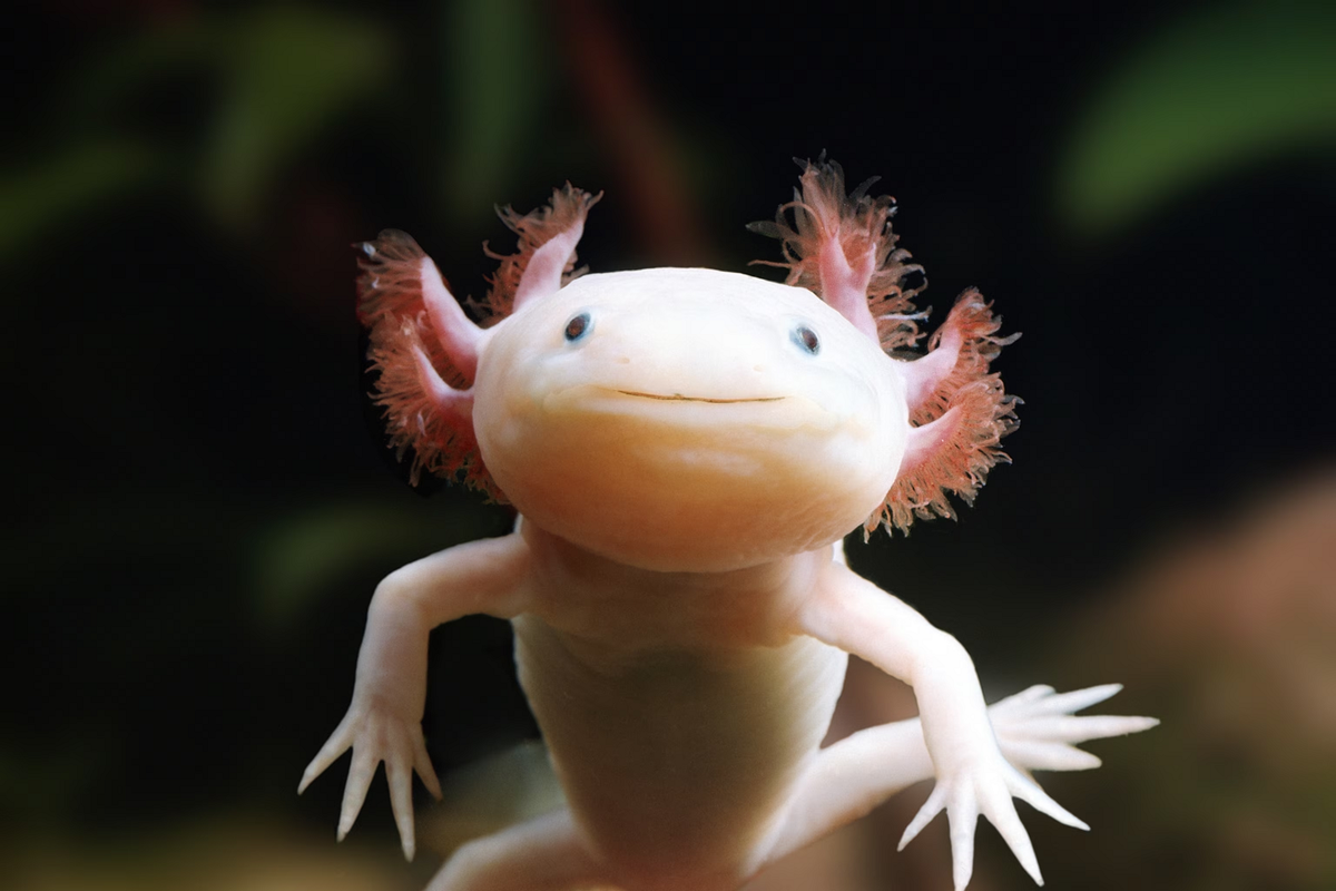 3. Kỳ nhông Axolotl (Axolotl): Axolotl có khả năng tái sinh bất kỳ phần nào trên cơ thể bị mất, bao gồm cả não và tủy sống. Khả năng này khiến chúng trở thành đối tượng nghiên cứu trong y học.(Ảnh:National Geographic)