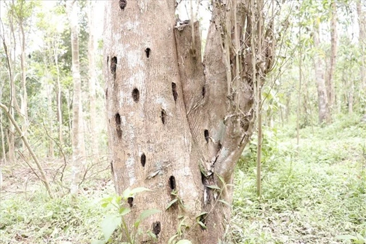 Kỳ nam được hình thành từ cây Dó bầu (Aquilaria crassna) khi cây này bị nhiễm khuẩn hoặc bị thương. Quá trình này kích thích cây tiết ra một loại nhựa thơm để bảo vệ bản thân, nhựa này thấm vào gỗ và sau nhiều năm sẽ chuyển hóa thành Kỳ Nam.(Ảnh: Sở hữu trí tuệ)