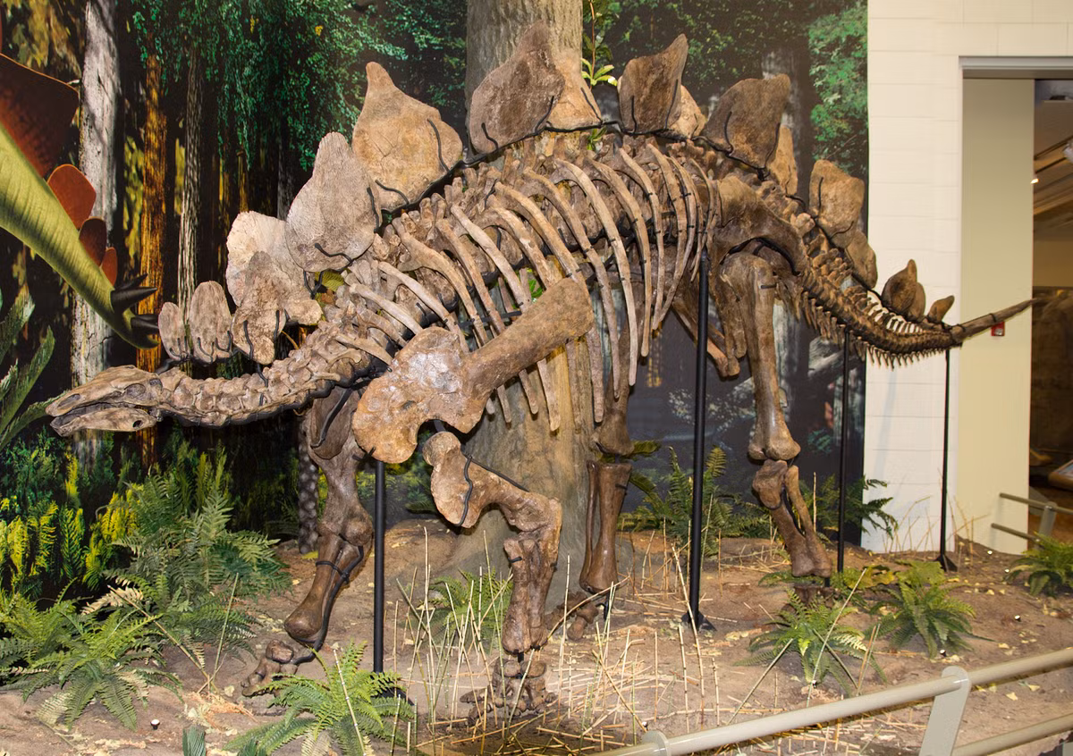 Tên của nó có nghĩa là “thằn lằn mái nhà”, xuất phát từ tiếng Hy Lạp cổ στεγο- (stego-) nghĩa là “mái nhà” và σαυρος (-sauros) nghĩa là “thằn lằn”. Ban đầu, Marsh nghĩ rằng các phiến sừng trên lưng Stegosaurus giống như những tấm ván lợp trên mái nhà.(Ảnh: Simple Wikipedia)