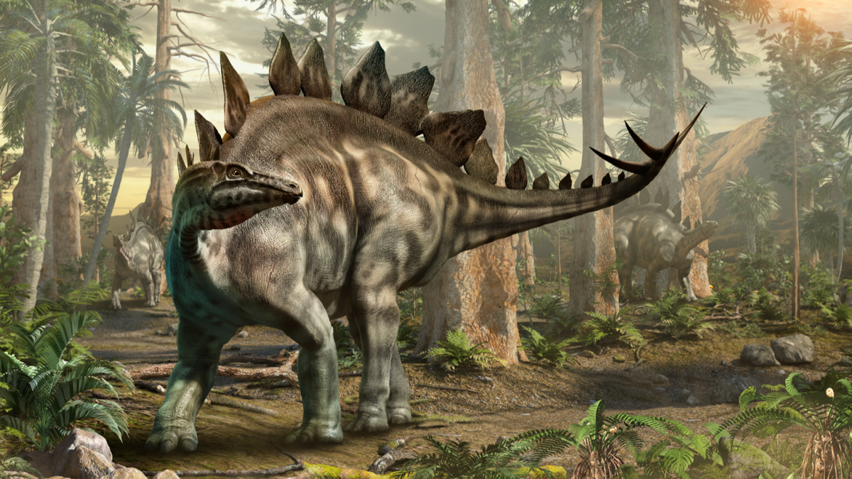 Stegosaurus, một trong những loài khủng long nổi tiếng nhất, đã sống vào cuối kỷ Jura, khoảng 155 đến 145 triệu năm trước. Loài khủng long này được biết đến với những đặc điểm nổi bật như các phiến sừng lớn trên lưng và đuôi có gai nhọn, khiến nó trở thành một trong những loài khủng long dễ nhận diện nhất.(Ảnh: Discovery)