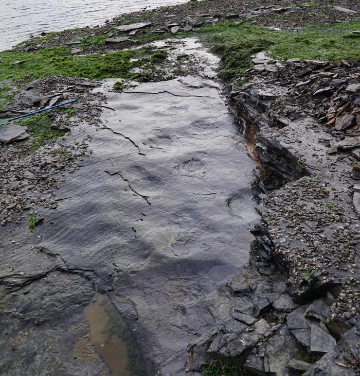 Một nhóm nghiên cứu từ Đại học Sư phạm Quốc gia Chinju, Hàn Quốc, đã phát hiện dấu chân khủng long Stegosaurus khoảng 150 triệu năm tuổi trên đảo Geoje. Đây là bằng chứng đầu tiên về sự hiện diện của loài này tại Hàn Quốc. (Ảnh: koreatimes)