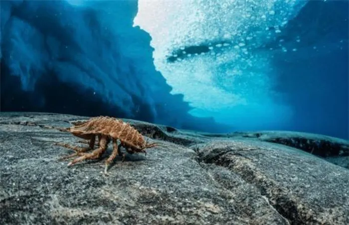 Ban đầu, họ nghĩ rằng loài này xâm nhập từ các vùng biển khác, nhưng giả thuyết này bị bác bỏ do lớp băng dày và khoảng cách xa các vùng biển liền kề.(Ảnh: DNVN)