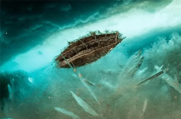 Trong một cuộc thám hiểm, các nhà khoa học đã phát hiện một sinh vật bí ẩn dài khoảng 30 cm, có hình dạng giống con tôm nhưng DNA chỉ giống một phần với tôm. (Ảnh: DNVN)