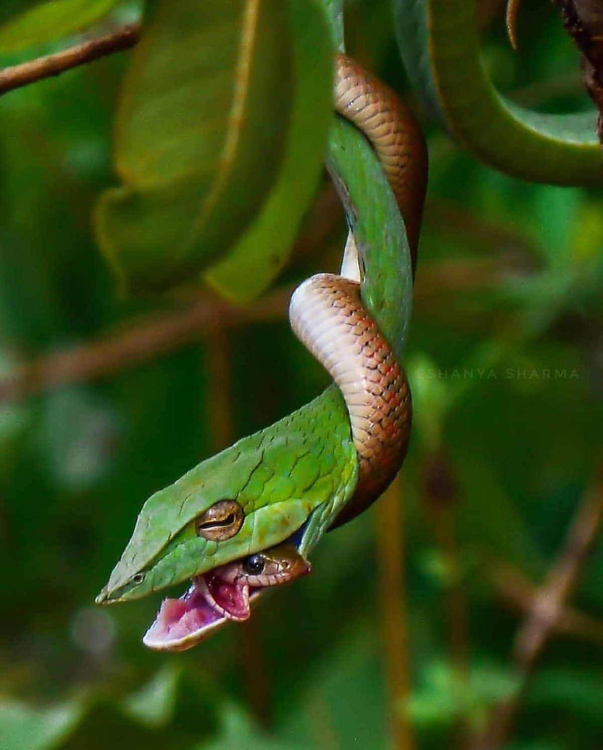 Một số loài rắn có bản năng săn mồi rất mạnh mẽ. Khi gặp phải một con rắn khác, đặc biệt là những con nhỏ hơn hoặc yếu hơn, chúng có thể coi đó là con mồi và tấn công.(Ảnh: Reddit)