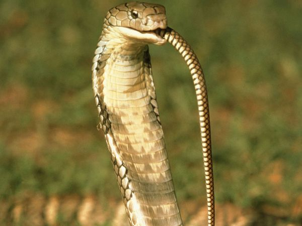 Hành vi ăn thịt đồng loại ở rắn là một hiện tượng phức tạp và đa dạng, phụ thuộc vào nhiều yếu tố như môi trường sống, nguồn thức ăn, và bản năng tự nhiên. Hiểu rõ về hành vi này giúp chúng ta có cái nhìn sâu sắc hơn về thế giới động vật và những thách thức mà chúng phải đối mặt để sinh tồn. (Ảnh: Life is short, but snakes are long)