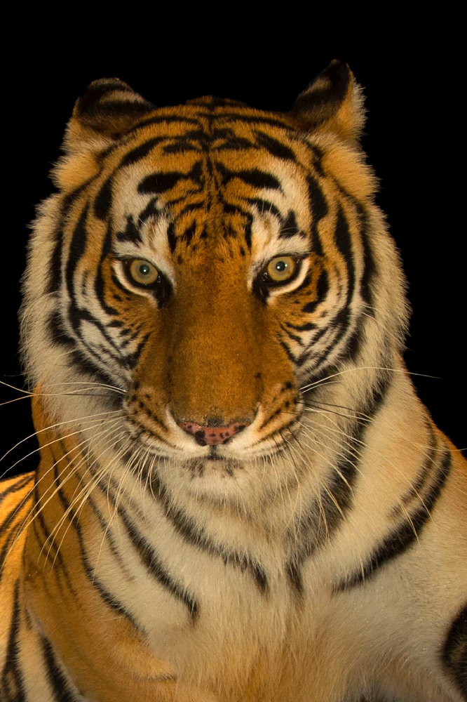 Loài hổ này sống trong nhiều loại môi trường khác nhau, từ đồng cỏ, rừng mưa nhiệt đới và cận nhiệt đới, đến các rừng tràm đước. (Ảnh: National Geographic)