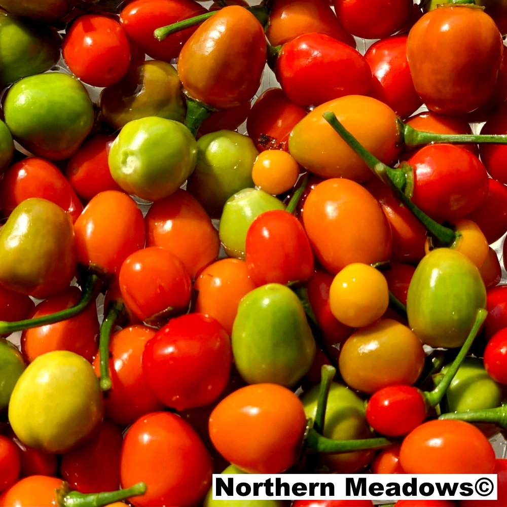 Màu sắc của ớt thường là vàng hoặc đỏ, tạo nên sự hấp dẫn về mặt thị giác.(Ảnh: Northern Meadows)