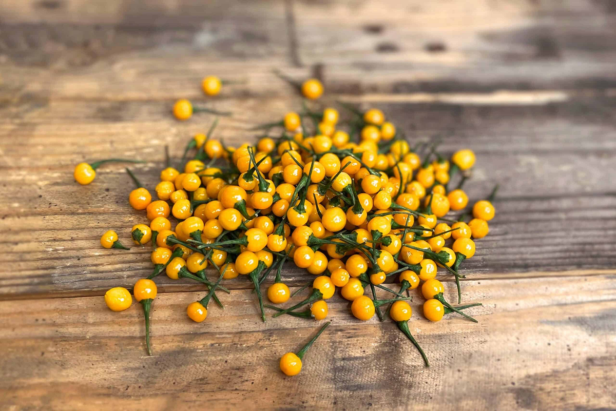 Ớt Aji Charapita không chỉ là một loại gia vị đặc biệt mà còn là một biểu tượng của sự sáng tạo và nỗ lực trong nông nghiệp. Việc nhân giống và trồng thành công loại ớt này tại Việt Nam không chỉ mở ra cơ hội kinh tế mới mà còn góp phần làm phong phú thêm nền ẩm thực của chúng ta.(Ảnh: Westlandpeppers)