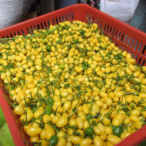 Ớt Aji Charapita không chỉ được sử dụng trong ẩm thực mà còn có nhiều công dụng khác. Nó chứa nhiều vitamin và khoáng chất, có tác dụng chống oxy hóa và tăng cường hệ miễn dịch. Ngoài ra, ớt còn được sử dụng trong y học cổ truyền để điều trị một số bệnh lý.(Ảnh: Atlas Obscura)