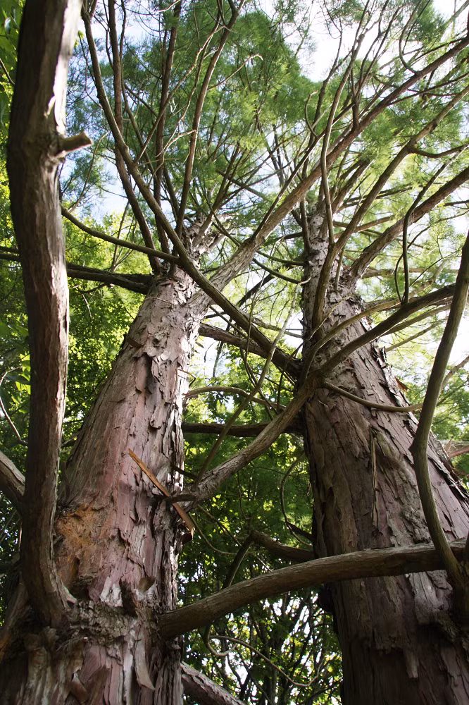 Thủy tùng là cây thân gỗ lớn, có thể cao tới 30 mét hoặc hơn, với đường kính thân từ 0,6 đến 1 mét. Vỏ cây dày, hơi xốp và có màu xám, thường nứt dọc. (Ảnh: Pan Global Plants)