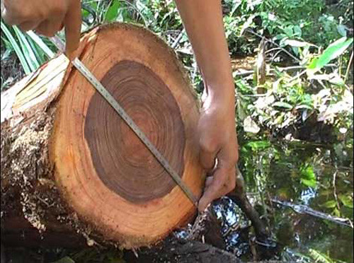 Gỗ thủy tùng rất được ưa chuộng do không bị mối mọt, thớ gỗ mịn và có mùi thơm nhẹ. Gỗ của loài cây này thường được sử dụng để xây dựng đền đài, nhà cửa và làm đồ mỹ nghệ cao cấp. Ngoài ra, thủy tùng còn có ý nghĩa phong thủy, tượng trưng cho sự thanh cao và bền bỉ, thường được trồng để cầu mong danh vọng và tiền tài.(Ảnh: Flickr)