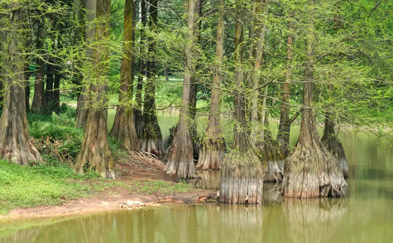 Cây có rễ khí sinh, phát triển từ rễ bên và có thể mọc xa cách gốc tới 6-7 mét. (Ảnh: Dreamstime)