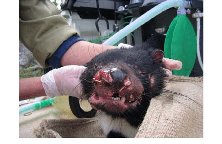 Chính phủ Úc đã khởi động Chương trình cứu quỷ Tasmania, gửi chúng đến các sở thú trên khắp thế giới để bảo tồn và nghiên cứu.(Ảnh: ResearchGate)