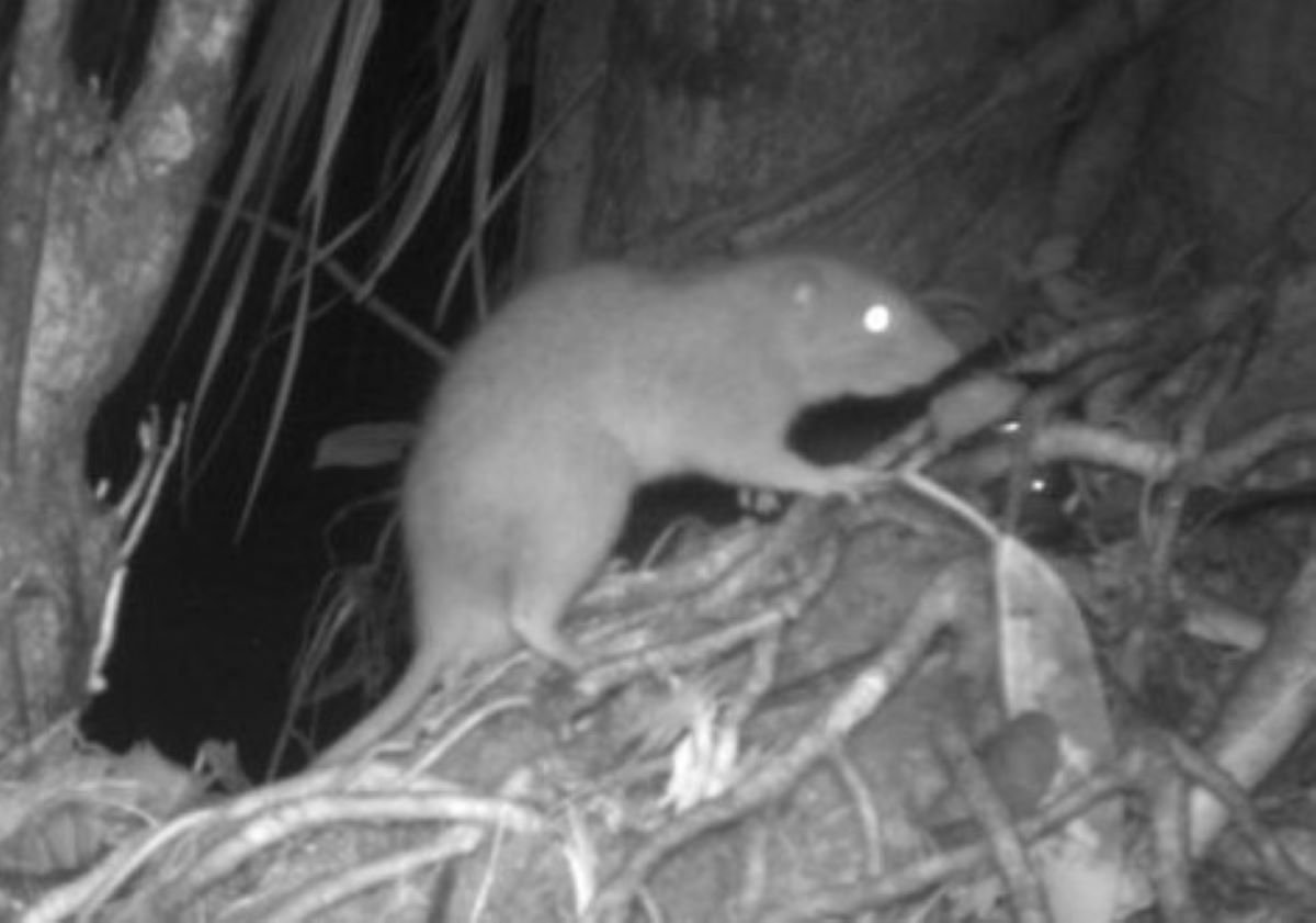 Hy vọng rằng, với những nỗ lực bảo tồn hiện tại, loài chuột khổng lồ Vangunu sẽ tiếp tục tồn tại và phát triển trong môi trường tự nhiên của nó.(Ảnh: Newsweek)