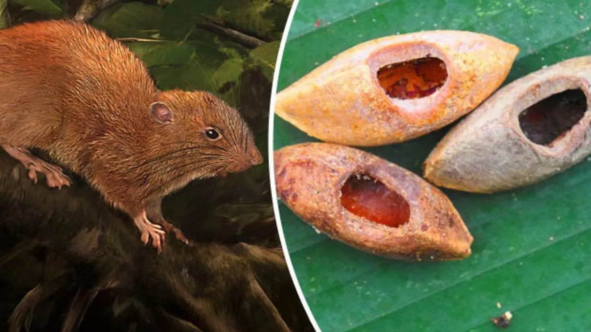 Đặc biệt, loài chuột này có khả năng cắn vỡ vỏ dừa và các loại hạt có vỏ dày như hạt ngali. (Ảnh: Daily Star)