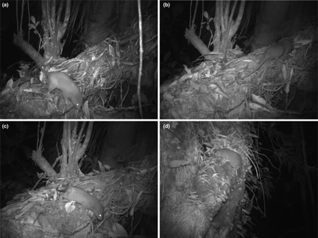 Tuy nhiên, diện tích rừng này chỉ còn khoảng 80 km² và đang bị đe dọa nghiêm trọng bởi hoạt động khai thác gỗ. Do đó, loài chuột này được xếp vào danh sách các loài cực kỳ nguy cấp theo Sách Đỏ IUCN (Ảnh: Ecology and Evolution)