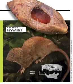 Các nhà khoa học và tổ chức bảo tồn đang nỗ lực để bảo vệ khu rừng nguyên sinh cuối cùng trên đảo Vangunu, nhằm đảm bảo sự tồn tại của loài chuột khổng lồ này. (Ảnh: PressReader)