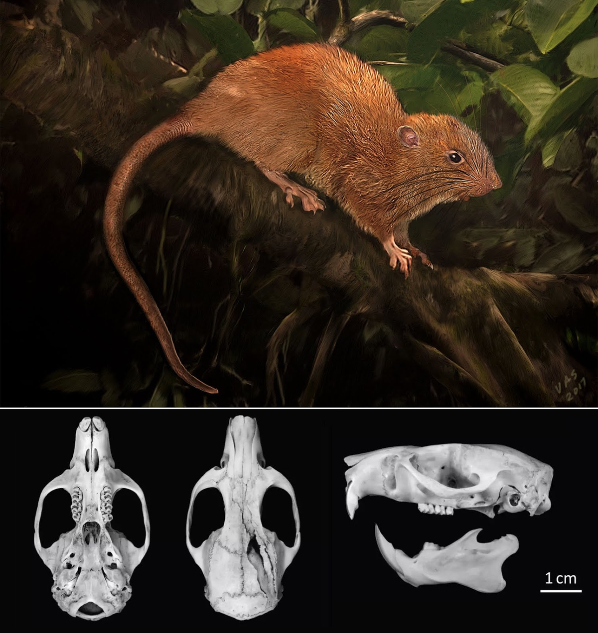Uromys vika được ghi nhận chính thức vào năm 2017 sau nhiều năm tìm kiếm dựa trên những câu chuyện dân gian địa phương. Đây là một loài chuột sống trên cây, thuộc họ Muridae. Kích thước của loài này có thể lớn bằng một em bé sơ sinh, khoảng 50cm, gấp đôi chuột thường, với bộ lông màu nâu cam.(Ảnh: Species New to Science)