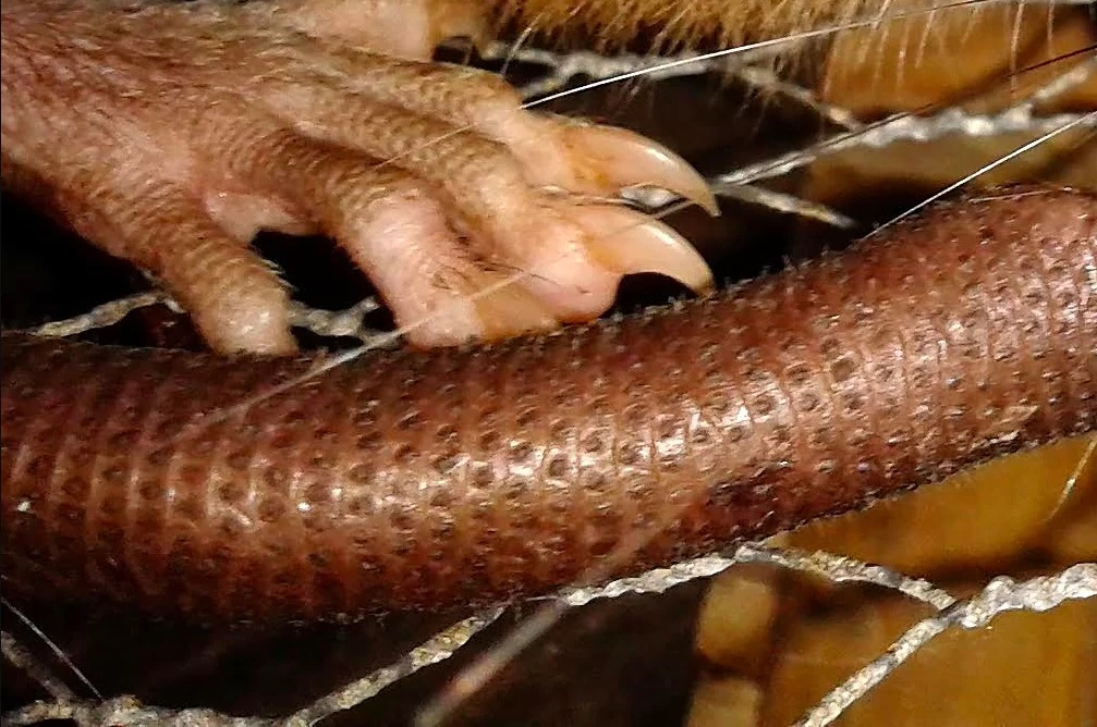 Uromys vika sống chủ yếu trên các cây cao trong khu rừng nguyên sinh còn lại trên đảo Vangunu. (Ảnh: Species New to Science)