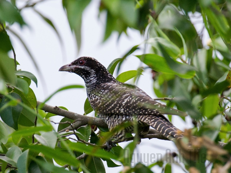 Ở Việt Nam, chúng thường xuất hiện ở các khu rừng thưa nhiều ánh sáng và đồng bằng.(Ảnh:Birds of Vietnam)