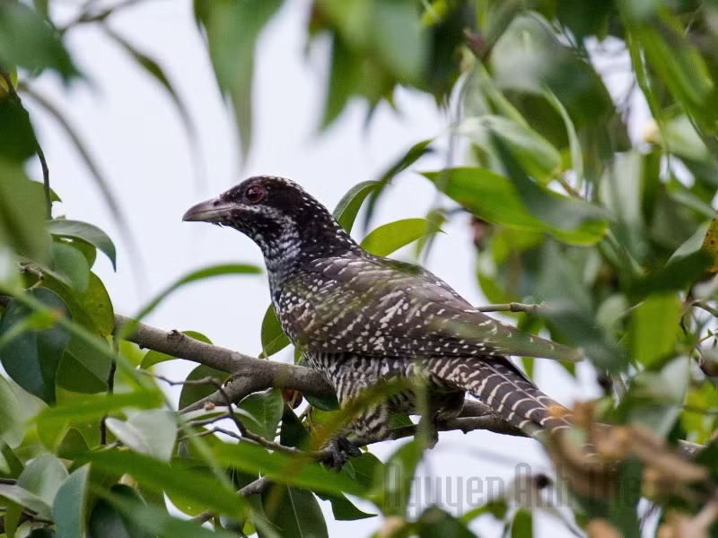 Ở Việt Nam, chúng thường xuất hiện ở các khu rừng thưa nhiều ánh sáng và đồng bằng.(Ảnh:Birds of Vietnam)