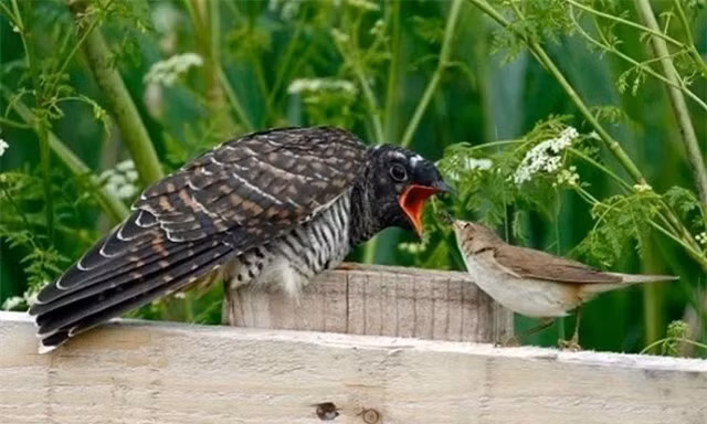 Điểm đặc biệt nhất của chim tu hú chính là chiến thuật “gửi trứng” vào tổ của các loài chim khác. Thay vì tự làm tổ và nuôi con, chim tu hú cái sẽ đẻ trứng vào tổ của các loài chim khác như quạ, sáo, hoặc chim chích. Chim tu hú con sẽ nở trước và thường đẩy trứng hoặc chim non của loài chủ ra khỏi tổ để chiếm lấy nguồn thức ăn. Đây là một chiến thuật sinh tồn hiệu quả nhưng cũng đầy tàn nhẫn, khiến chim tu hú được mệnh danh là "chim quỷ". (Ảnh: DNVN)