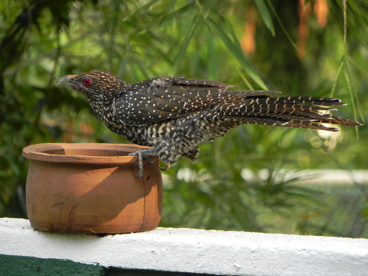 Mặc dù có chiến thuật sinh sản gây tranh cãi, chim tu hú vẫn đóng vai trò quan trọng trong hệ sinh thái. Chúng giúp kiểm soát số lượng sâu bướm và côn trùng, đồng thời là một phần của chuỗi thức ăn tự nhiên.(Ảnh:Wikimedia Commons)