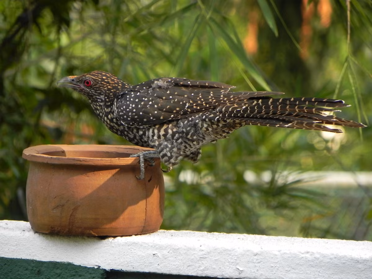 Mặc dù có chiến thuật sinh sản gây tranh cãi, chim tu hú vẫn đóng vai trò quan trọng trong hệ sinh thái. Chúng giúp kiểm soát số lượng sâu bướm và côn trùng, đồng thời là một phần của chuỗi thức ăn tự nhiên.(Ảnh:Wikimedia Commons)