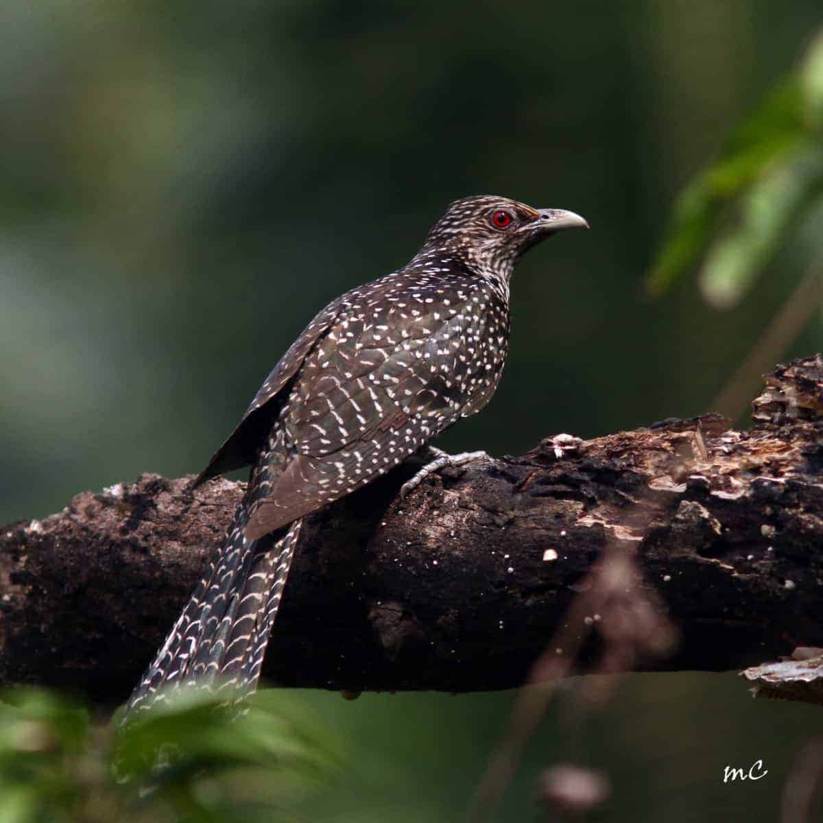 Chim non khi mới nở có lông đen toàn thân, sau đó chuyển sang màu giống chim mái khi trưởng thành.(Ảnh:Focusing on Wildlife)
