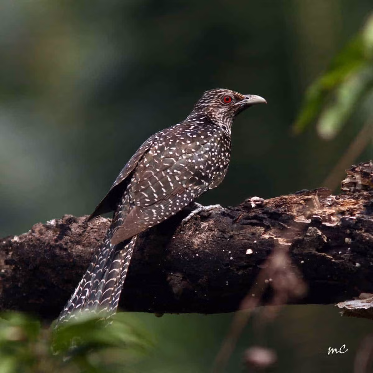 Chim non khi mới nở có lông đen toàn thân, sau đó chuyển sang màu giống chim mái khi trưởng thành.(Ảnh:Focusing on Wildlife)