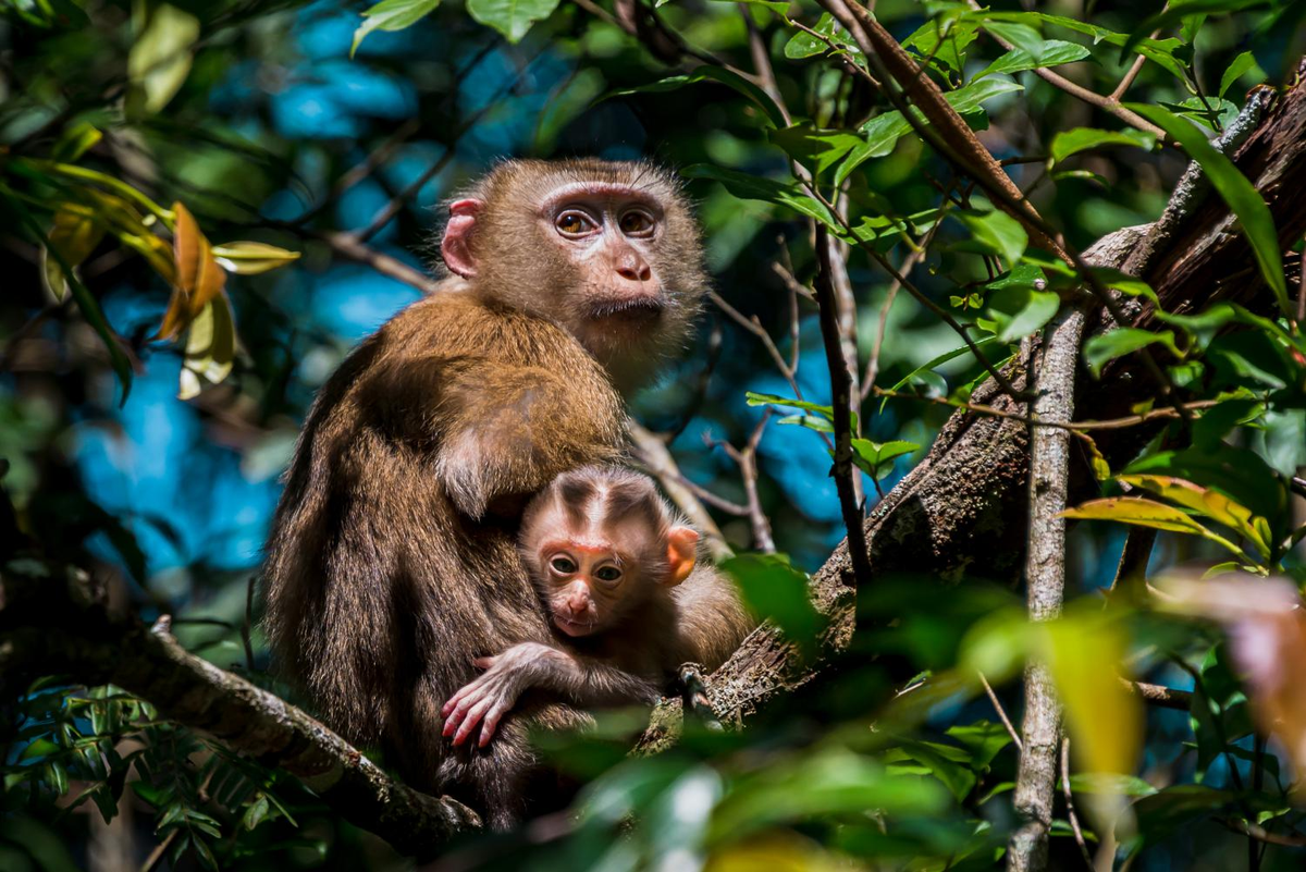 Đuôi thường mập phần gốc, kém nửa chiều dài thân và dài hơn bàn chân sau.(Ảnh: Thai National Parks)