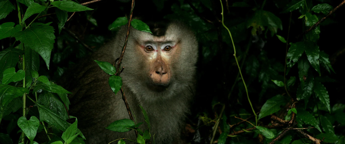 Đây là loài động vật quý hiếm thuộc nhóm IIB (nhóm các loài hạn chế khai thác và sử dụng vì mục đích thương mại) theo Nghị định 32 của Chính phủ. Do đó, loài khỉ này được bảo vệ nghiêm ngặt.(Ảnh: Primate Watching)