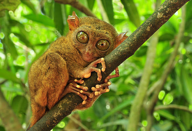 Khỉ lùn Tarsier không chỉ là một loài động vật quý hiếm mà còn là biểu tượng của sự đa dạng sinh học và vẻ đẹp tự nhiên của rừng nhiệt đới. Việc bảo vệ và bảo tồn loài khỉ lùn Tarsier không chỉ giúp duy trì sự cân bằng sinh thái mà còn góp phần bảo vệ di sản thiên nhiên quý giá cho các thế hệ tương lai.(Ảnh: iStock)