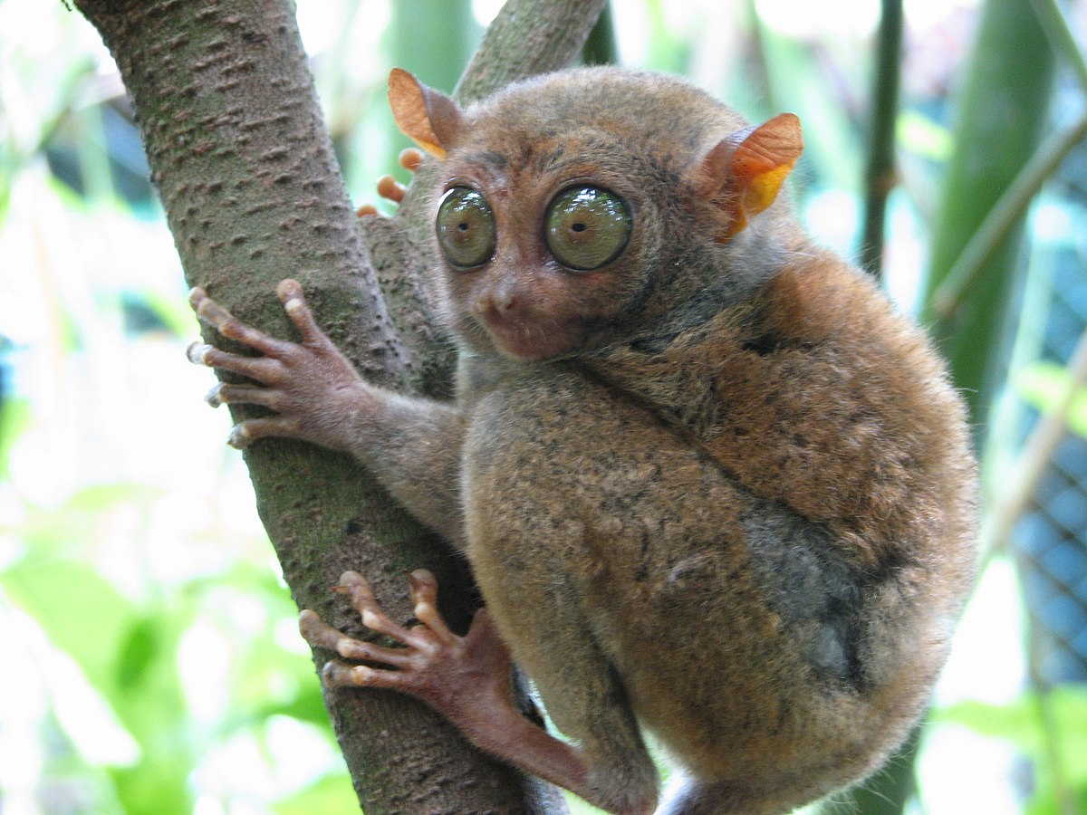Tarsier chủ yếu sống trong các khu rừng nhiệt đới ở Đông Nam Á, đặc biệt là ở Indonesia và Philippines. Chúng là loài sống về đêm, săn mồi chủ yếu là côn trùng, chim nhỏ và thằn lằn. (Ảnh: Wikipedia)