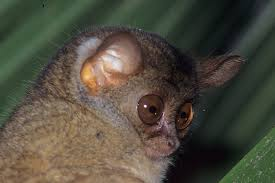 Để bảo vệ loài khỉ lùn Tarsier, các khu bảo tồn và vườn quốc gia đã được thành lập để bảo vệ môi trường sống tự nhiên của Tarsier, đồng thời các chương trình giáo dục cũng được triển khai để giảm thiểu việc săn bắt và buôn bán trái phép.(Ảnh: Observation.org)