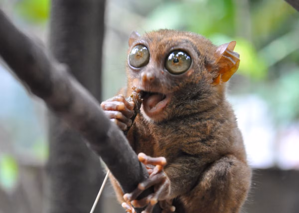 Chúng có kích thước chỉ từ 85 đến 160 mm và nặng khoảng 600 gram. Đôi mắt to chiếm phần lớn khuôn mặt, giúp chúng có tầm nhìn rộng và nhạy bén trong bóng tối. Chúng có bàn tay 5 ngón giống con người và móng vuốt dài giúp leo trèo.(Ảnh: Endangered Living)